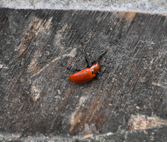 Strongylium hoepfneri