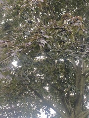 Acer platanoides