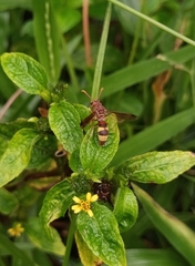 Antodynerus punctatipennis