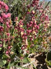 Tetragonia