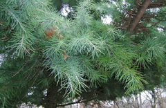 Cedrus deodara