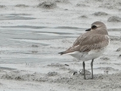 Charadrius mongolus