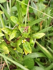 Antodynerus punctatipennis