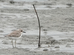 Charadrius leschenaultii