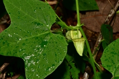 Passiflora oaxacensis