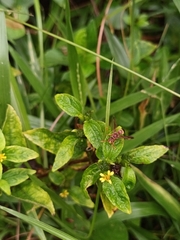 Antodynerus punctatipennis