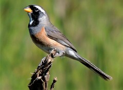 Saltatricula multicolor