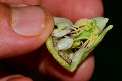 Passiflora oaxacensis