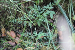 Peucedanum palustre