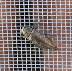 Buprestis