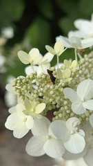 Phymata pennsylvanica