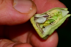 Passiflora oaxacensis