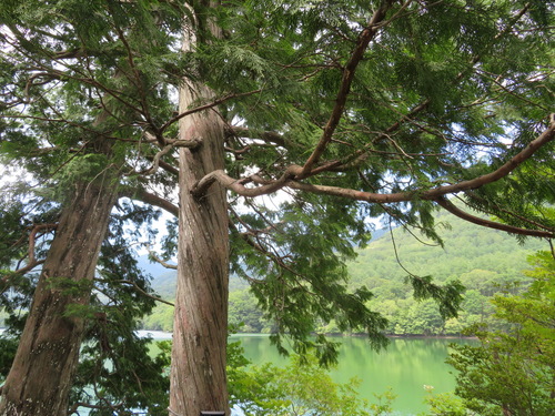 Japanese arborvitae (Thuja standishii)
