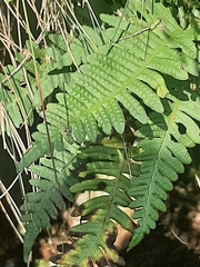 Polypodium vulgare