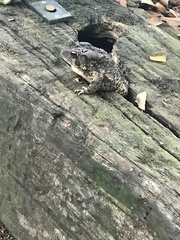 Anaxyrus americanus