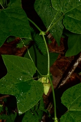 Passiflora oaxacensis