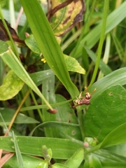 Antodynerus punctatipennis