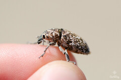 Leucomigus tesselatus