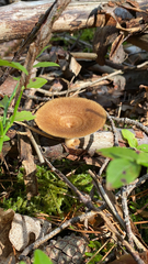 Lentinus arcularius