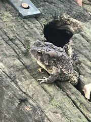 Anaxyrus americanus