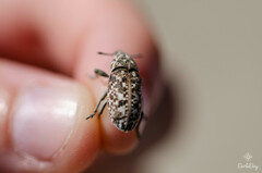 Leucomigus tesselatus