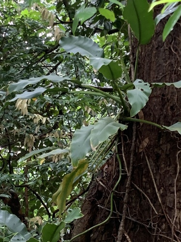 Epipremnum giganteum (Epipremnum giganteum)