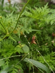 Antodynerus punctatipennis