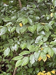 Carpinus caroliniana
