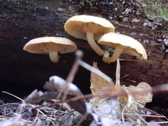 Tricholomopsis