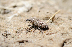 Leucomigus tesselatus