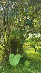 Dioscorea bulbifera