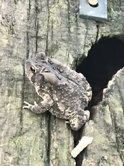 Anaxyrus americanus
