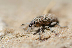 Leucomigus tesselatus