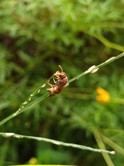 Antodynerus punctatipennis