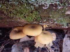 Tricholomopsis
