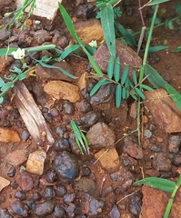 Spathosternum prasiniferum