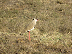 Vanellus coronatus