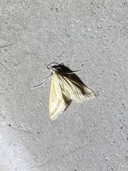 Microtheoris