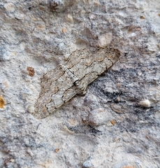 Iridopsis defectaria