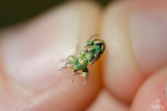 Coniatus tamarisci