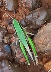 Spathosternum prasiniferum