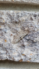 Iridopsis defectaria