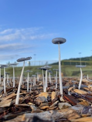 Coprinopsis lagopus