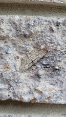 Iridopsis defectaria