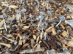 Coprinopsis lagopus