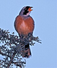 Saltatricula multicolor