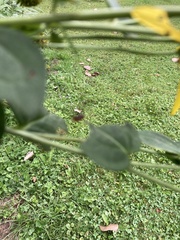 Crossopriza