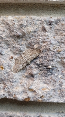 Iridopsis defectaria