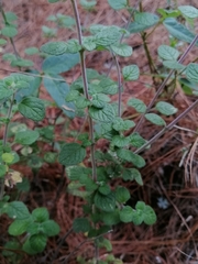 Hedeoma palmeri