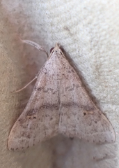 Bleptina caradrinalis